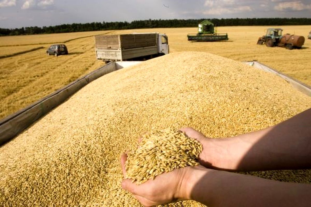 قیمت جهانی گندم با حمله روسیه به بندر اوکراین افزایش یافت