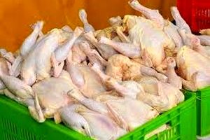 شوک به بازار مرغ؛ فروش مرغ دولتی در تهران آغاز شد | هر کیلو چند؟
